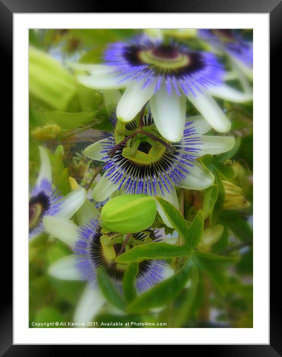 Passiflora Framed Mounted Print by Ali Kernick