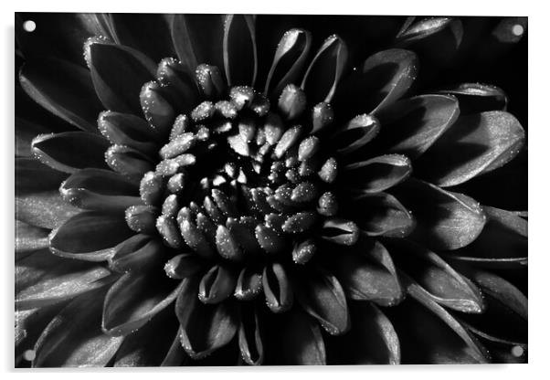 Black Sparkle Acrylic by Sharon Johnstone