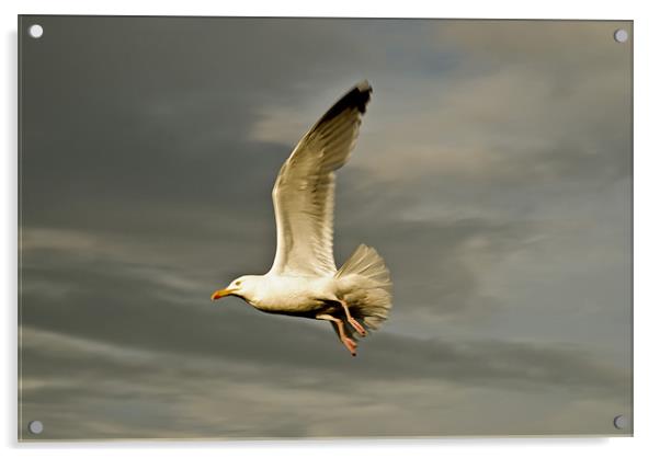 Herring Gull (Larus Argentatus) Acrylic by Steve Purnell