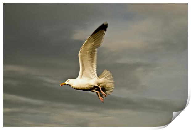 Herring Gull (Larus Argentatus) Print by Steve Purnell