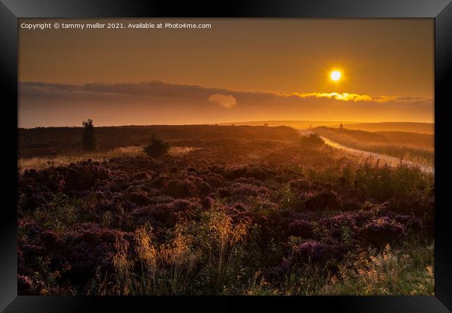 Majestic Sunrise over Staffordshire Moors Framed Print by tammy mellor