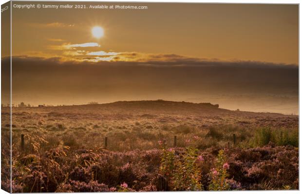 Serene Sunrise Over Heather Canvas Print by tammy mellor