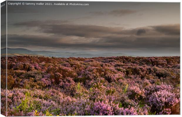 Majestic Heather Clouds Canvas Print by tammy mellor
