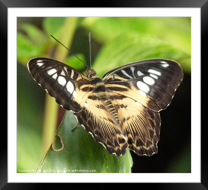 Clipper Butterfly Framed Mounted Print by Lynn Bolt