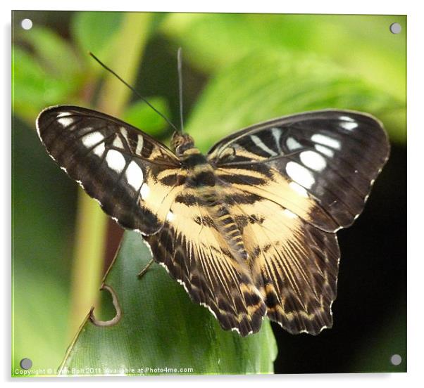 Clipper Butterfly Acrylic by Lynn Bolt