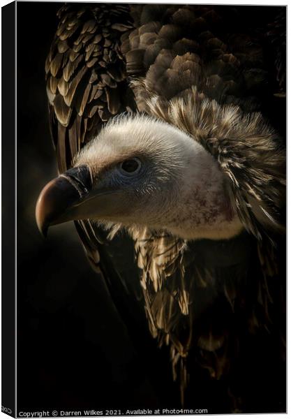 Eurasian Griffon Vulture  Canvas Print by Darren Wilkes