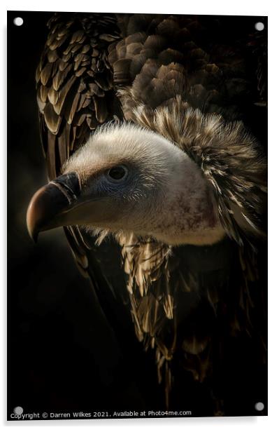 Eurasian Griffon Vulture  Acrylic by Darren Wilkes