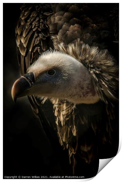 Eurasian Griffon Vulture  Print by Darren Wilkes