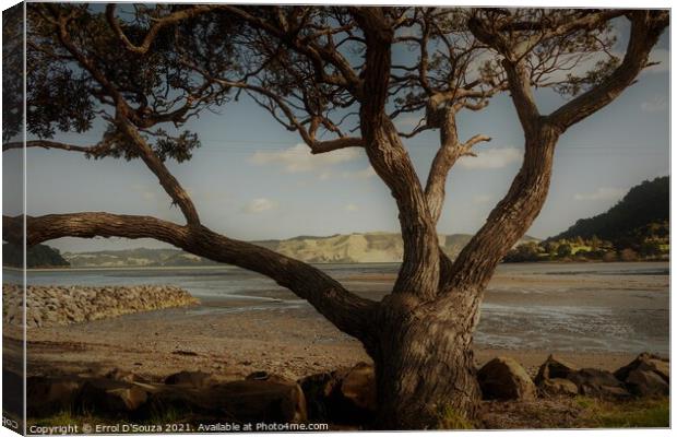 Old Tree in the Landscape Canvas Print by Errol D'Souza