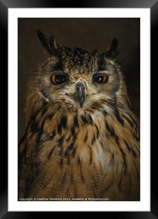 Long-eared Owl, UK Framed Mounted Print by Heather Sheldrick
