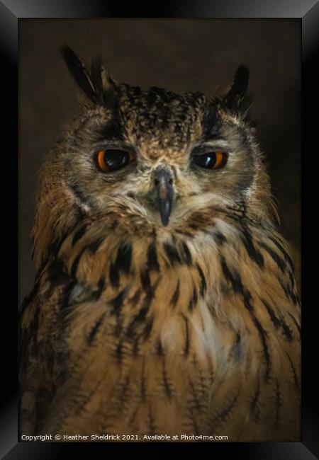 Long-eared Owl, UK Framed Print by Heather Sheldrick