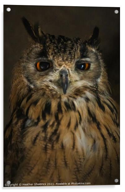 Long-eared Owl, UK Acrylic by Heather Sheldrick