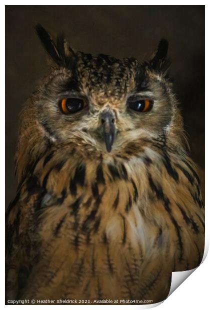 Long-eared Owl, UK Print by Heather Sheldrick