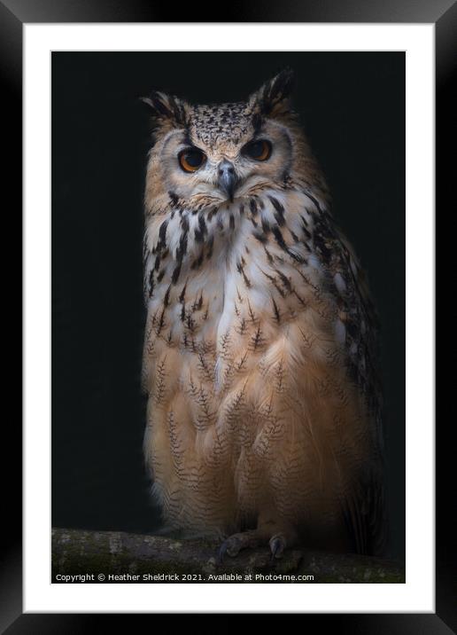 Long-eared Owl on Branch Framed Mounted Print by Heather Sheldrick