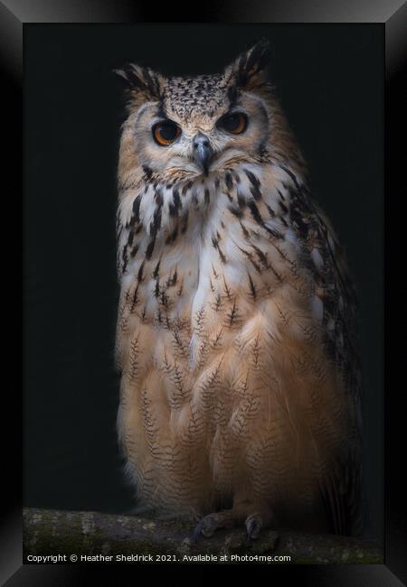 Long-eared Owl on Branch Framed Print by Heather Sheldrick