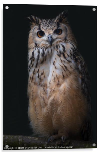 Long-eared Owl on Branch Acrylic by Heather Sheldrick