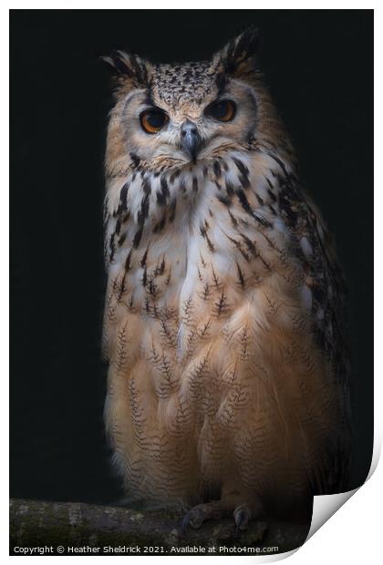 Long-eared Owl on Branch Print by Heather Sheldrick