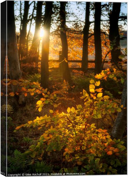 Woodland autumn sunset Canvas Print by Giles Rocholl