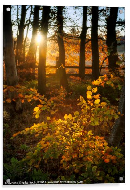 Woodland autumn sunset Acrylic by Giles Rocholl