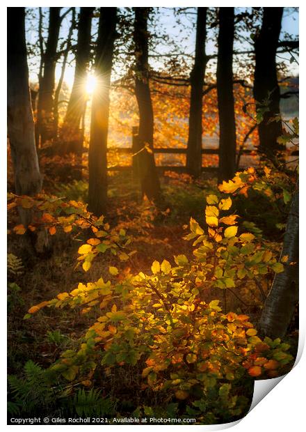 Woodland autumn sunset Print by Giles Rocholl