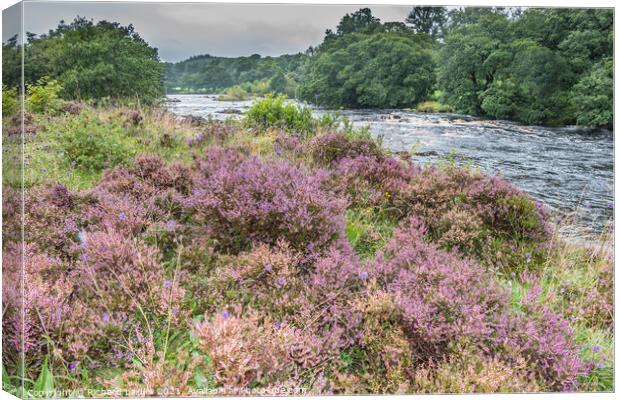 Flowering Heather on the Tees Riverbank Canvas Print by Richard Laidler