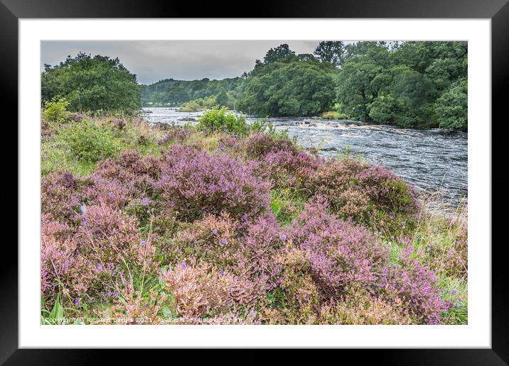 Flowering Heather on the Tees Riverbank Framed Mounted Print by Richard Laidler