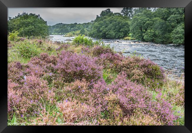 Flowering Heather on the Tees Riverbank Framed Print by Richard Laidler