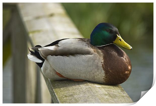 Mallard Drake Print by Steve Purnell