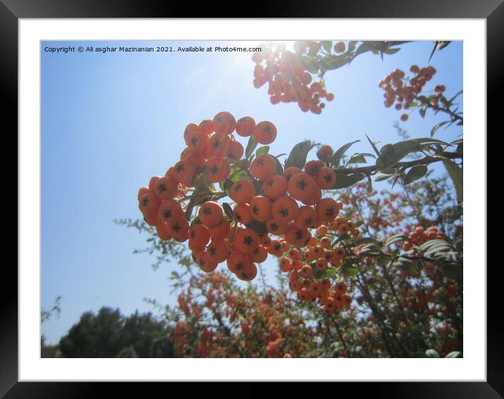 Plant flower Framed Mounted Print by Ali asghar Mazinanian