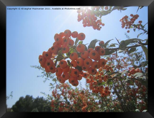 Plant flower Framed Print by Ali asghar Mazinanian