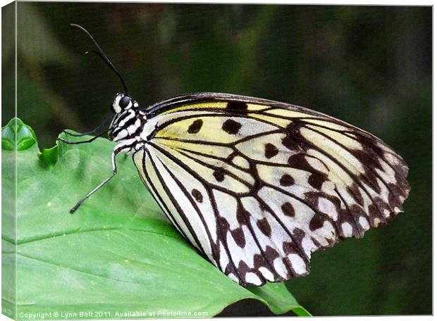 Rice Paper Butterfly Canvas Print by Lynn Bolt