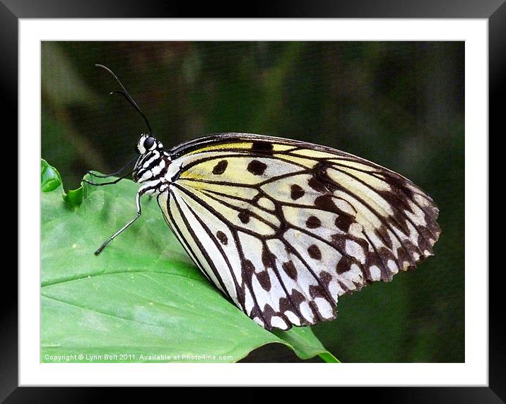 Rice Paper Butterfly Framed Mounted Print by Lynn Bolt