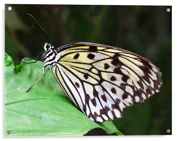 Rice Paper Butterfly Acrylic by Lynn Bolt