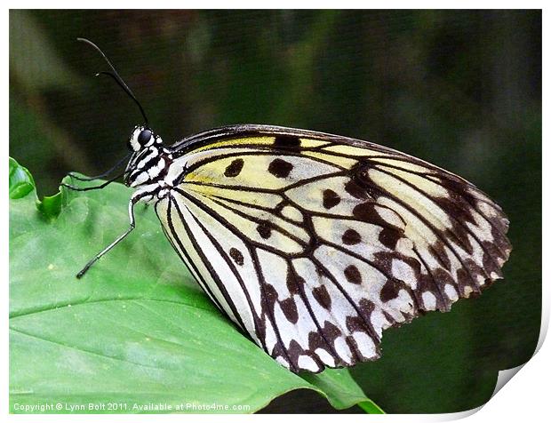 Rice Paper Butterfly Print by Lynn Bolt