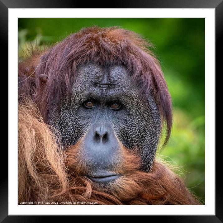 An Orangutan portrait Framed Mounted Print by Phil Reay