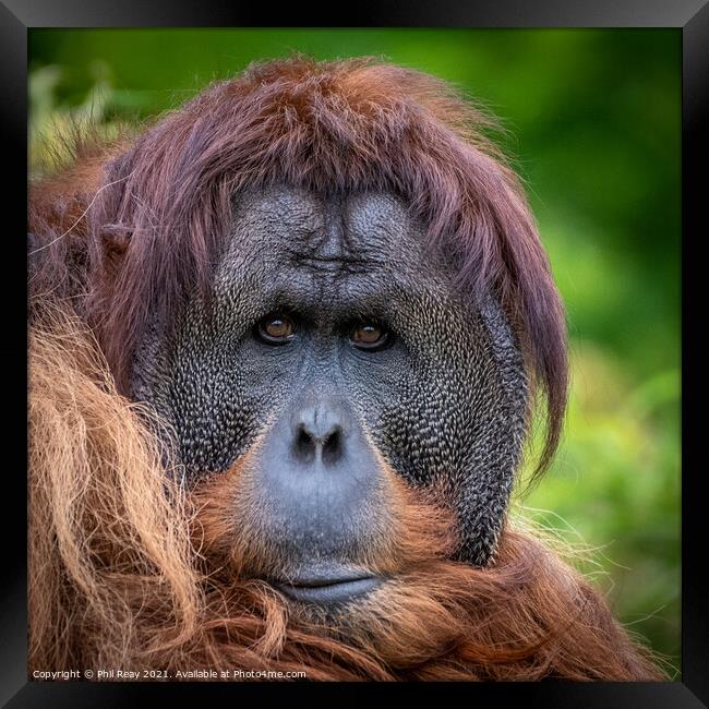 An Orangutan portrait Framed Print by Phil Reay