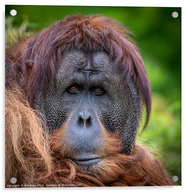 An Orangutan portrait Acrylic by Phil Reay