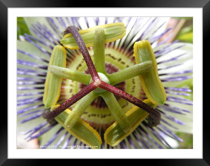 Passiflora Framed Mounted Print by Ali Kernick