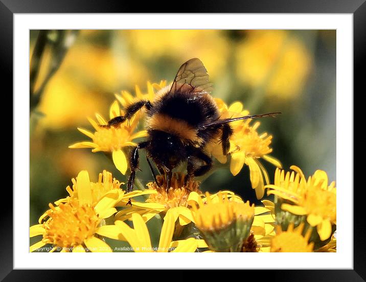 Bee Investigating A Flower Framed Mounted Print by Kevin Maughan