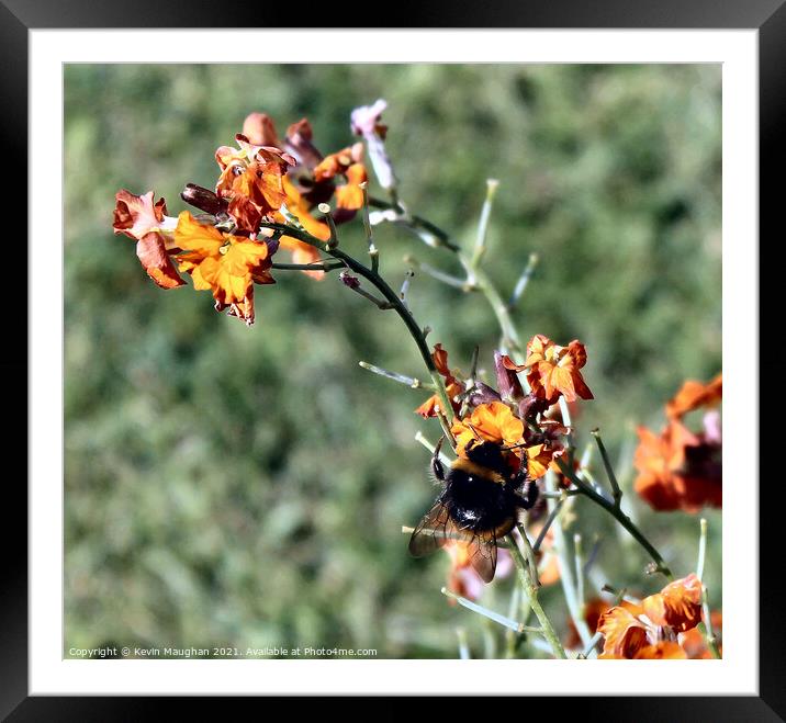 Bee On A Flower Framed Mounted Print by Kevin Maughan