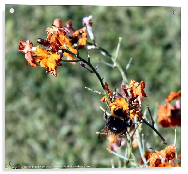 Bee On A Flower Acrylic by Kevin Maughan