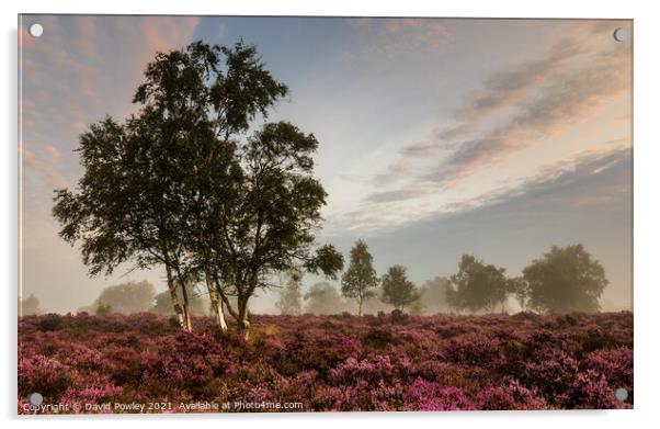 Misty Morning on Westleton Heath Acrylic by David Powley