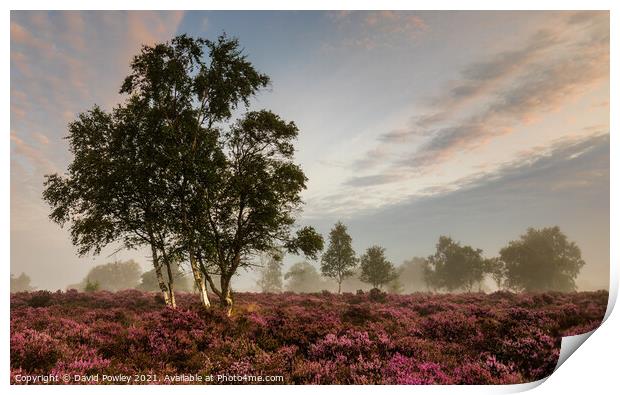 Misty Morning on Westleton Heath Print by David Powley