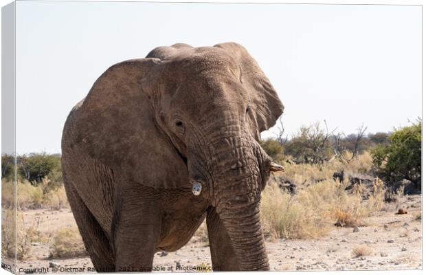 African Elephant in Etosha National Park Canvas Print by Dietmar Rauscher