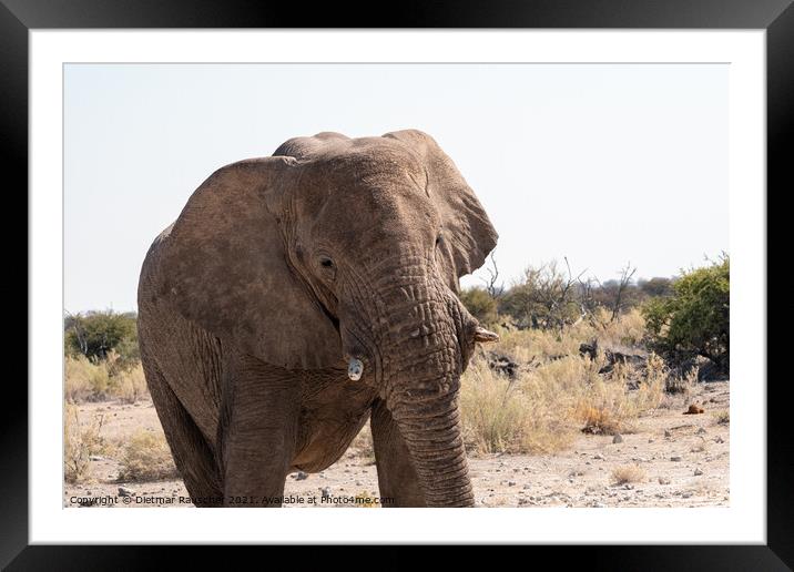 African Elephant in Etosha National Park Framed Mounted Print by Dietmar Rauscher