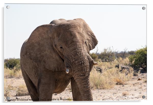 African Elephant in Etosha National Park Acrylic by Dietmar Rauscher