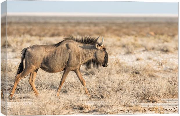 Blue Wildebeest on the Grassveld Canvas Print by Belinda Greb