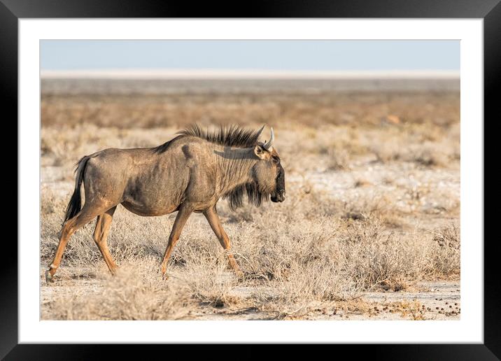 Blue Wildebeest on the Grassveld Framed Mounted Print by Belinda Greb