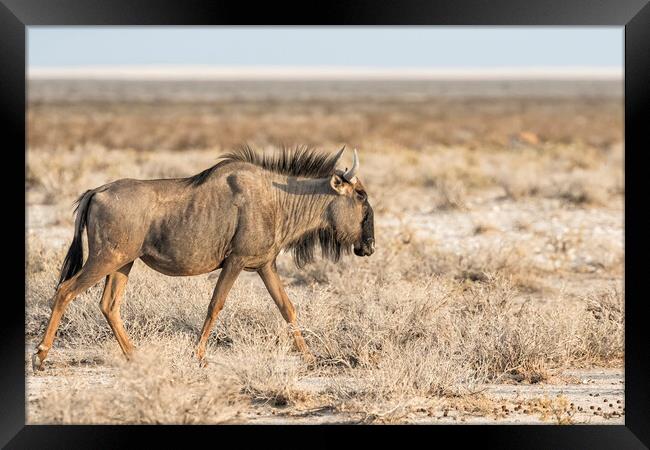 Blue Wildebeest on the Grassveld Framed Print by Belinda Greb