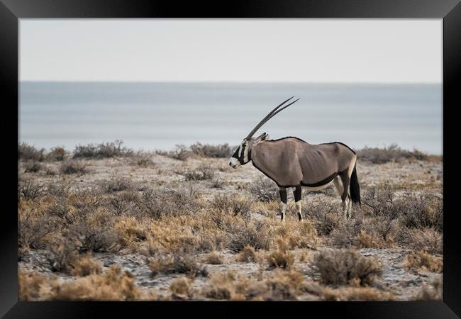 Oryx with Etosha Pan in the Background Framed Print by Belinda Greb